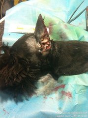 狗狗断狼趾从哪开始剪,狗狗狼趾可以跟断尾一样操作吗