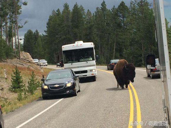 在美国旅游视频教学,美国自由行自驾游