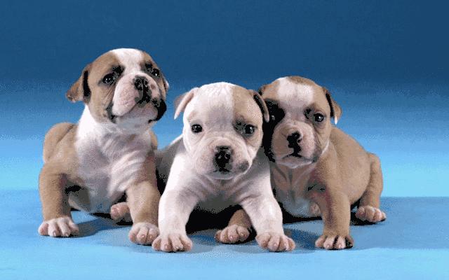 几个细节判断你的宠物是否爱你,如果你的宠物有残疾还会爱它吗