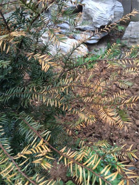 牡丹树叶子发黄啥原因,柳杉叶子发黄怎么补救