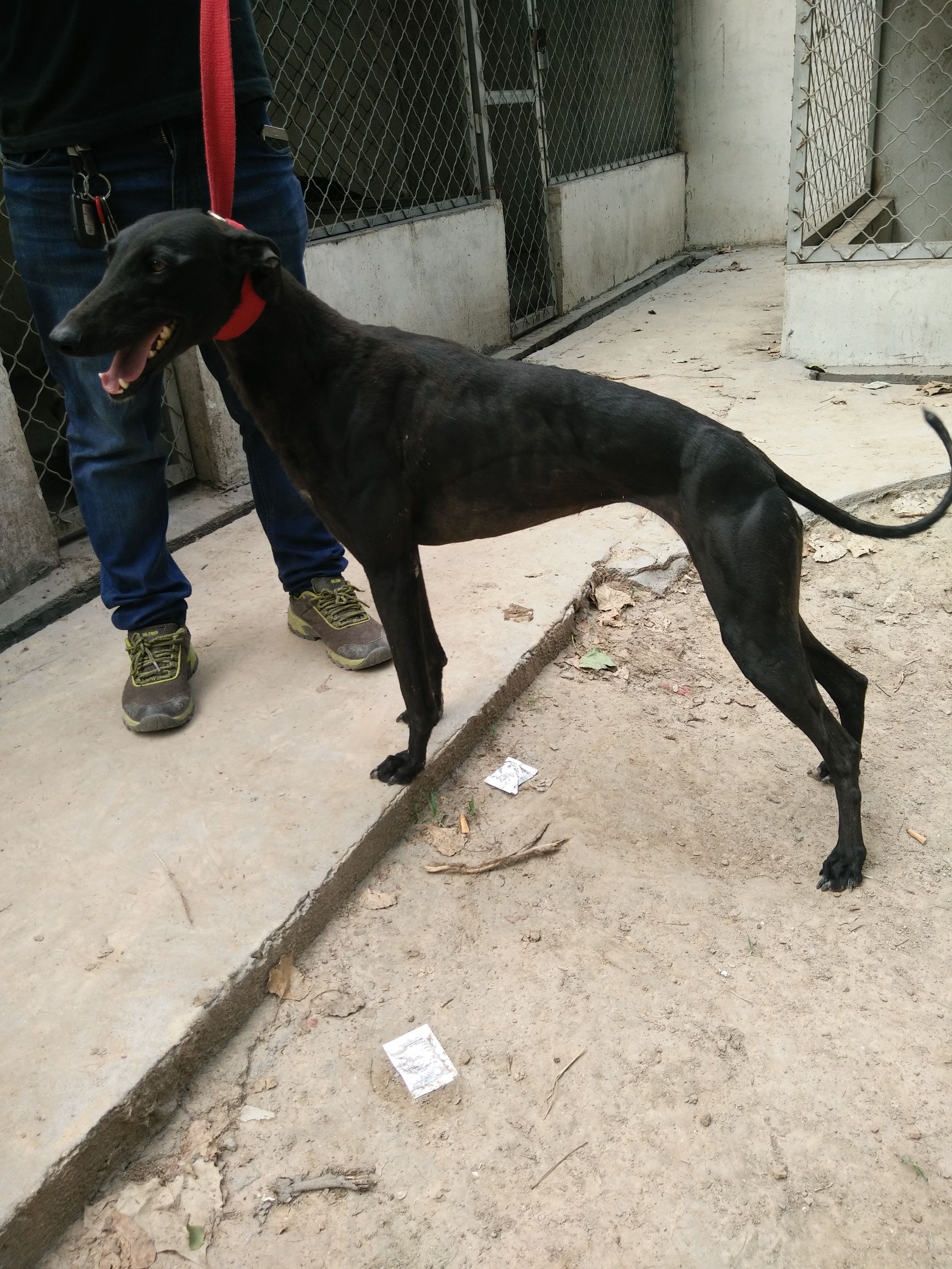 格力犬100到500元,格力犬照片艺术照