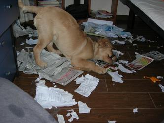 怎么养多肉植物才不会死,多肉植物容易养死原因