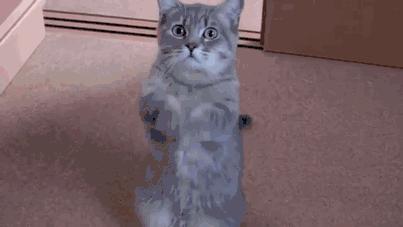 国产前十强破壁机,国产破壁机买哪个牌子最好