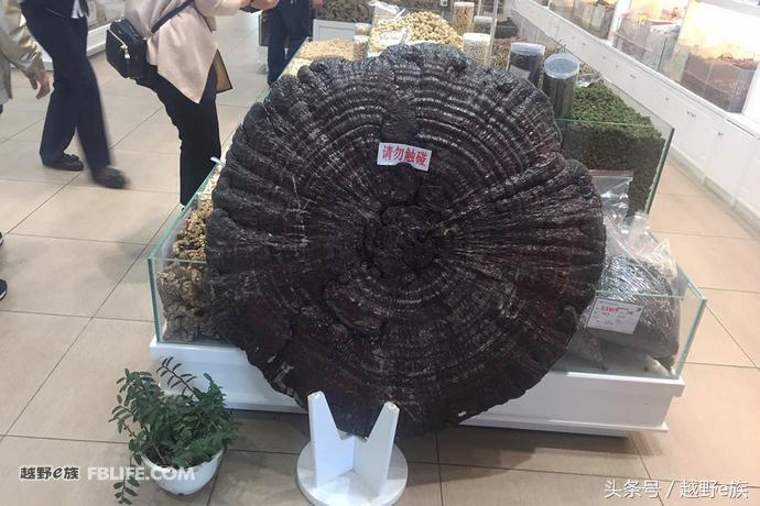 无畏前行与奥迪q7赴一场异域之约,奥迪q7开拓人生无畏前行