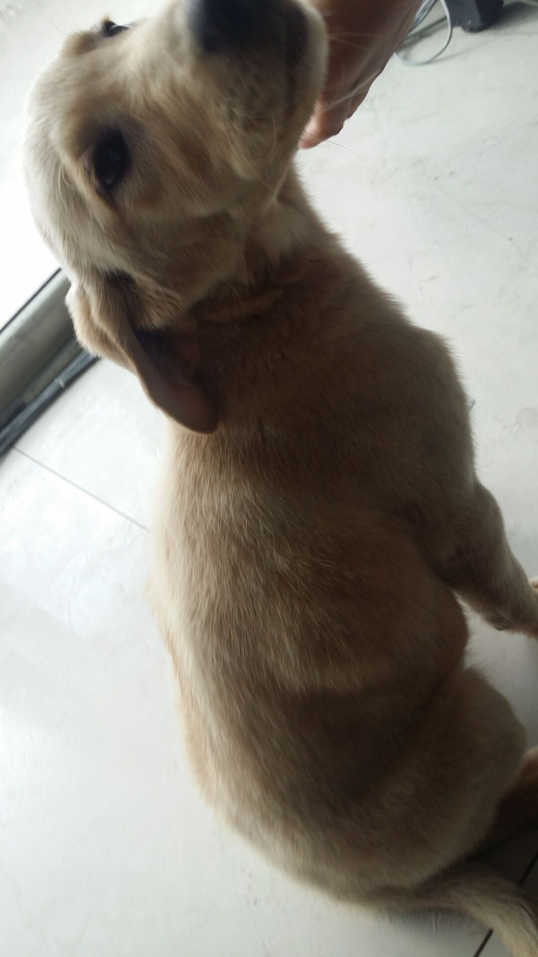 犬瘟热的综合防控策略,得犬瘟的狗狗能治愈吗视频讲解