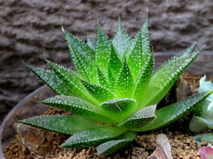 小孩腿上疤痕老是挖破怎么办,小孩子腿上抓的疤痕怎么去除