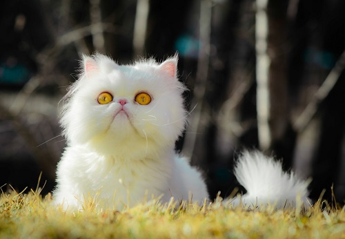 小猫猫拉肚子怎么样办,猫咪拉肚子的原因及处理方法