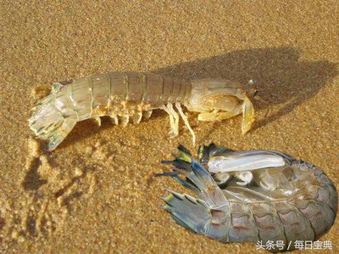 舌尖上的龙虾,品尝正宗龙虾美食的感受