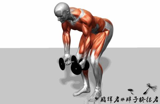 健身应该先练力量吗,哑铃大肌肉群增肌训练