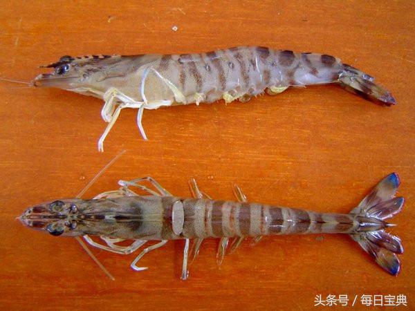 舌尖上的龙虾,品尝正宗龙虾美食的感受