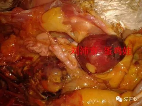 蛋鸡白血病怎么预防,蛋鸡白血病赔偿标准