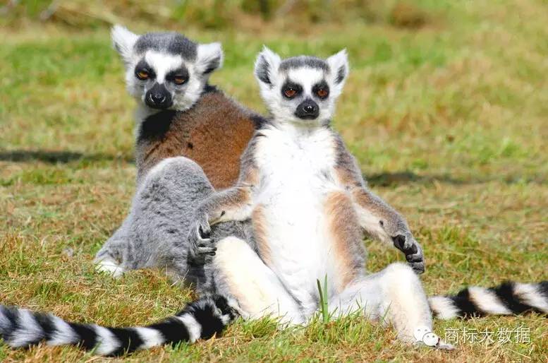 鐚村勾鍝佺墝鍛藉悕,鐚村勾鐚寸墝