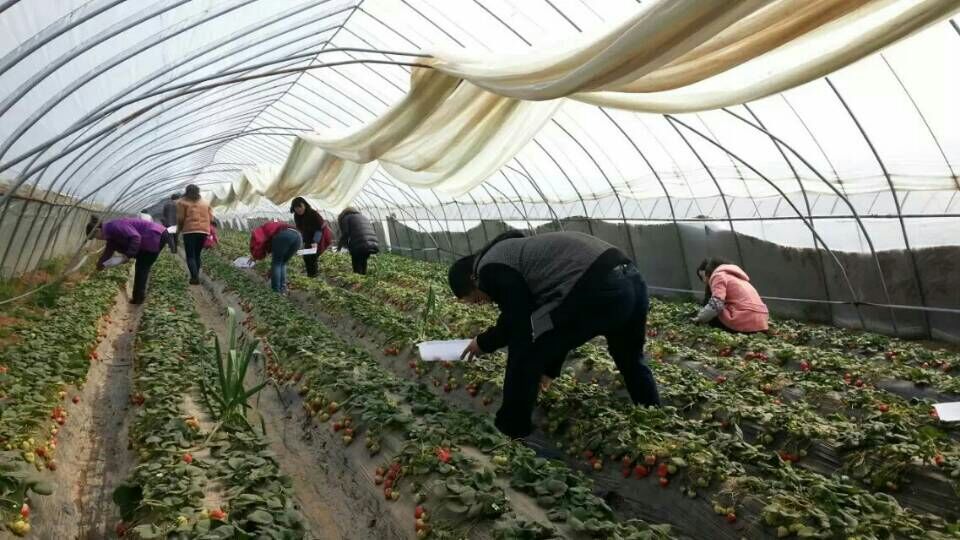 洛阳孟津富硒草莓采摘园,孟津草莓采摘园哪家好