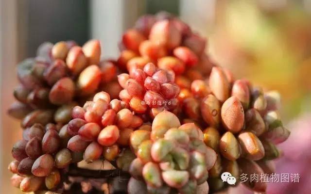 阳台上漂亮的多肉,阳台上的多肉又变美了