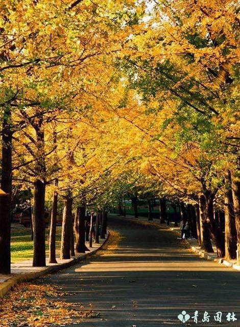 岛城秋韵,“杏”好有你