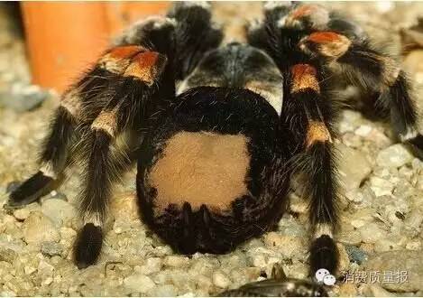 你知道你和行李经过安检时，电脑上会显示什么吗？