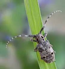 海淘族11.11不学国检法规吃大亏