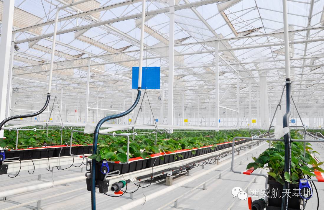 牛气！年出口创汇2亿美元，海升果香弥漫全球