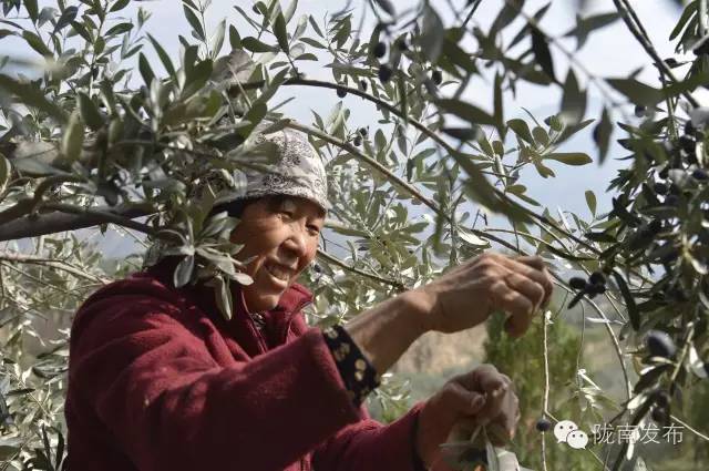 最美橄榄季，小武带您探访“特级初榨”是如何炼成的~