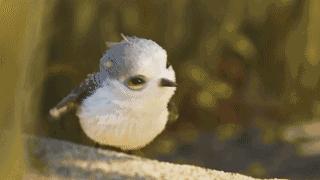 鸟是好鸟就是话多这幅图表达什么,鸟是好鸟是什么梗