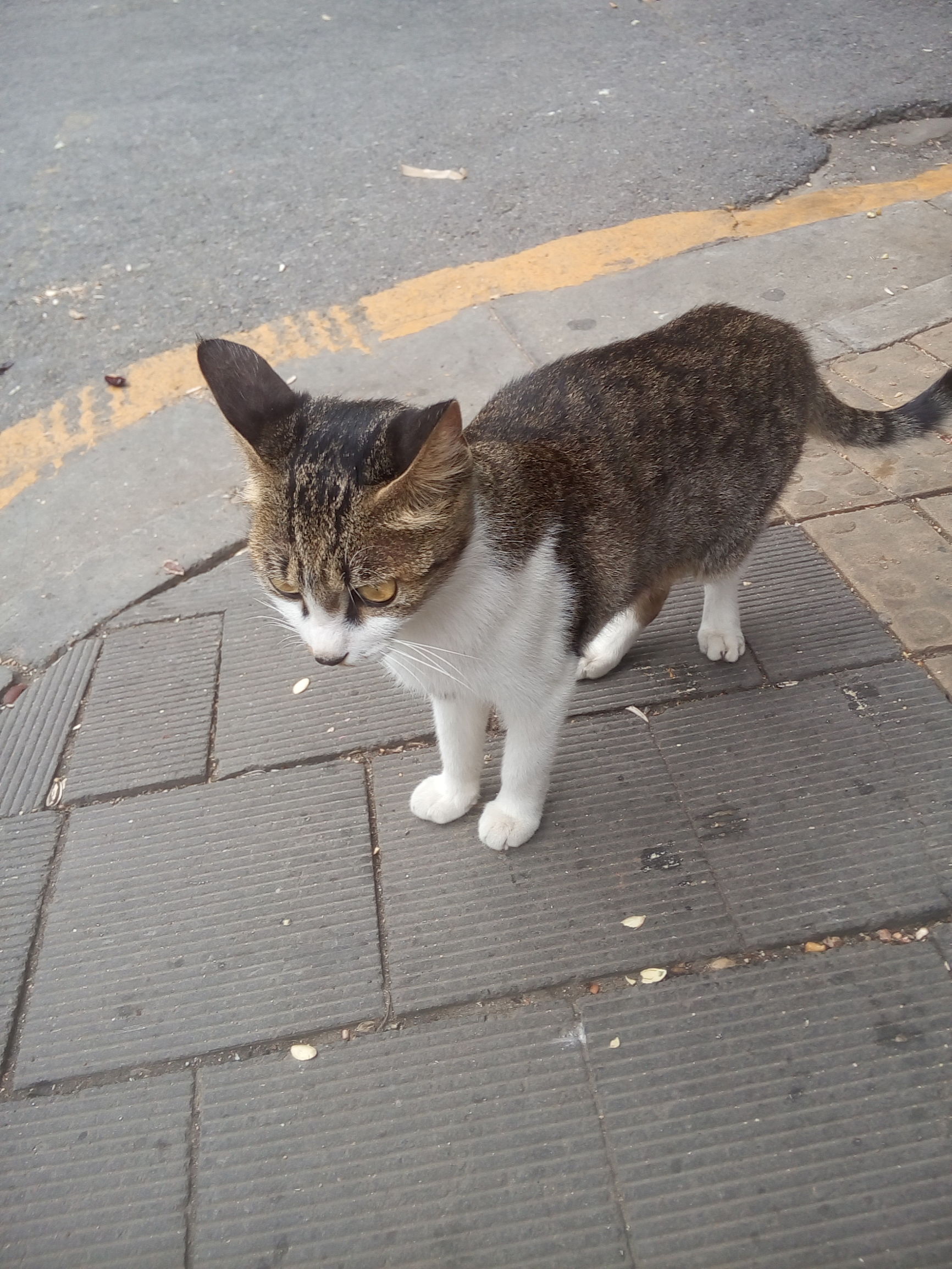 鱼尾巴好吃还是鱼身好吃,鱼尾巴好吃还是身子好吃