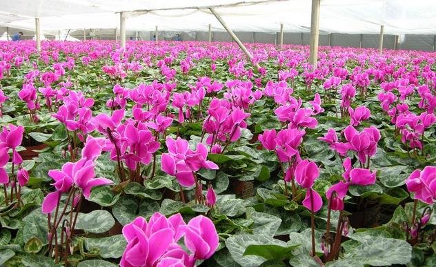 仙客来需要怎么照顾才能养好,养好仙客来