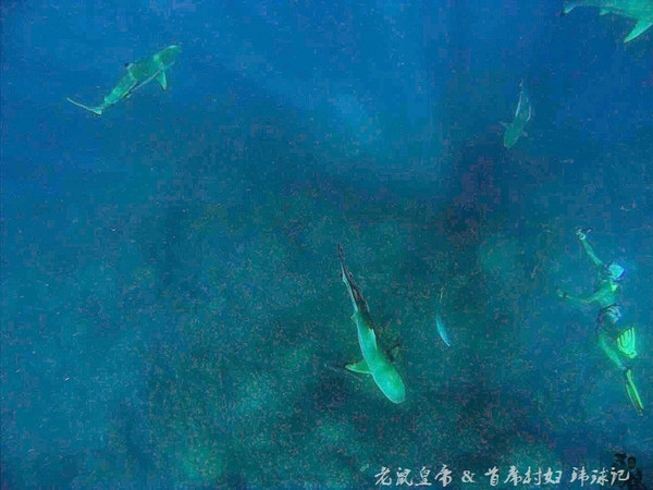 帕劳海底鲨鱼图片大全,帕劳海洋奇观之谜