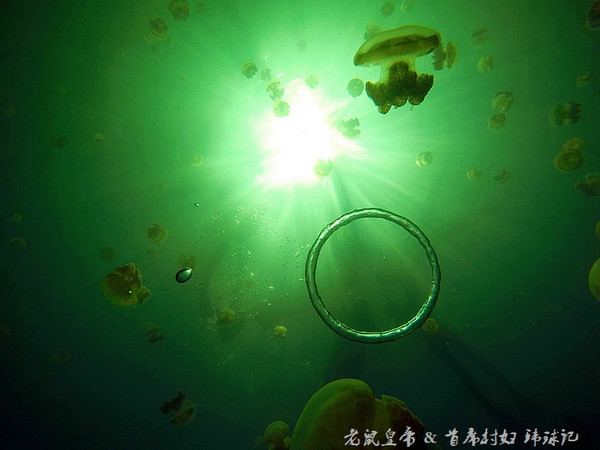 帕劳海底世界完整视频,帕劳潜水遇到的海底生物