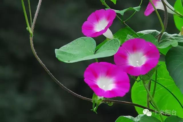 茅盾和秦德君,茅盾与秦德君关系