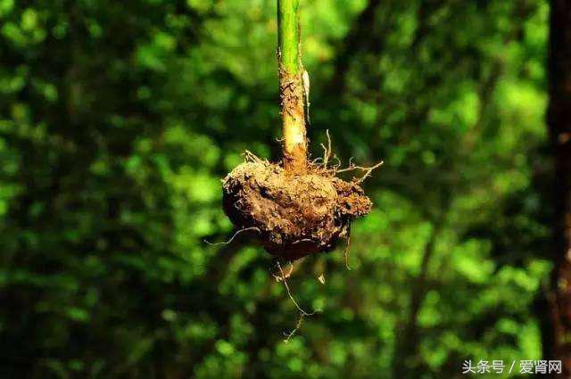 营养不良会导致什么疾病的发生,营养不良罪魁祸首