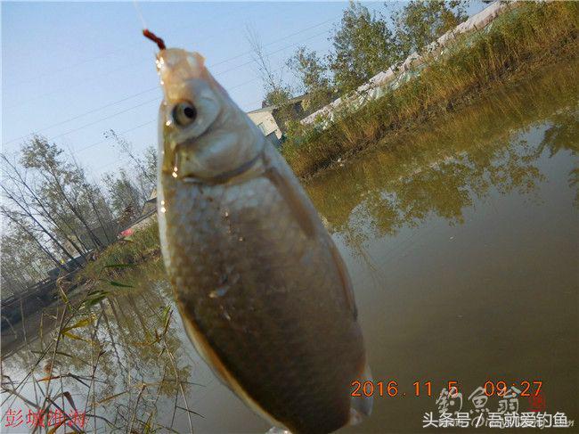 窝料大河野钓推荐,再钓东河水库