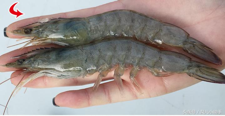 海鲜绝密捞汁配方,海鲜快速除沙