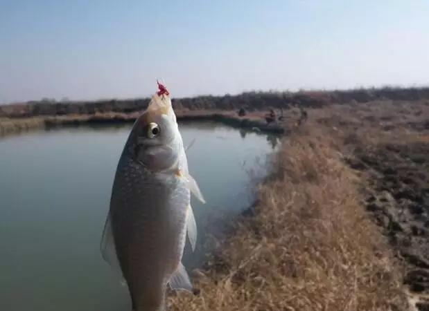 空钩调平水钓1-3目水底状态,新手平水调漂全过程