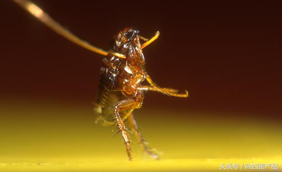 杀虫剂能杀死疥疮吗,杀虫剂能杀死跳蚤吗