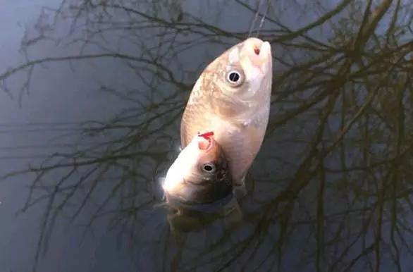 冬季大鲫钓法,立冬钓大鱼怎么调漂