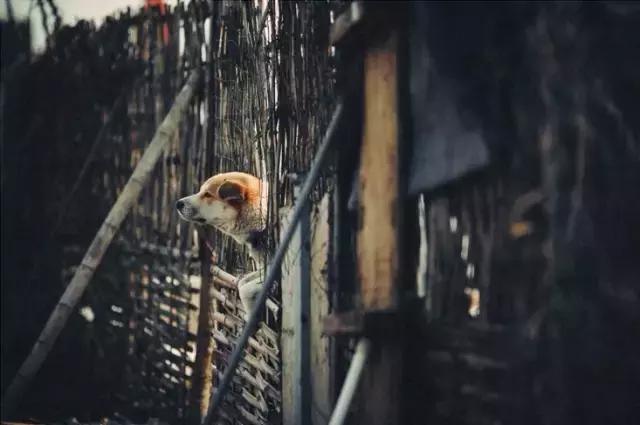 疯子charles课怎么样,疯子摄影师