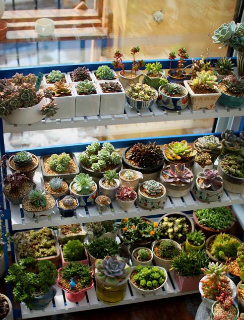 怎么养多肉植物才不会死,多肉植物容易养死原因