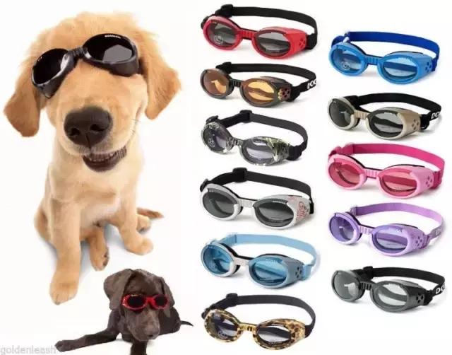 做宠物的商机有哪些,创业做宠物用品