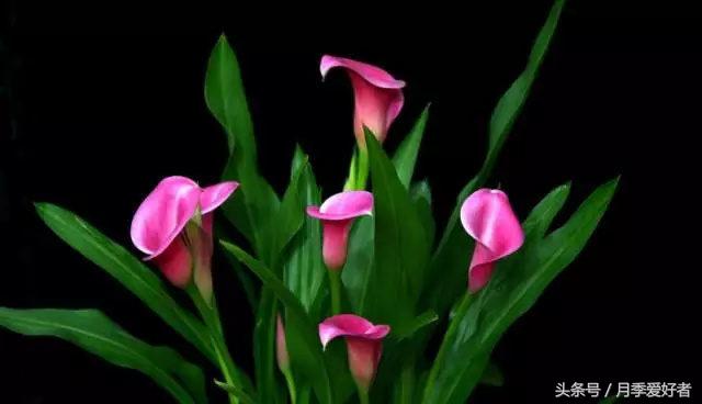 平常的日子送什么花比较好,夏秋季节送什么花合适呢