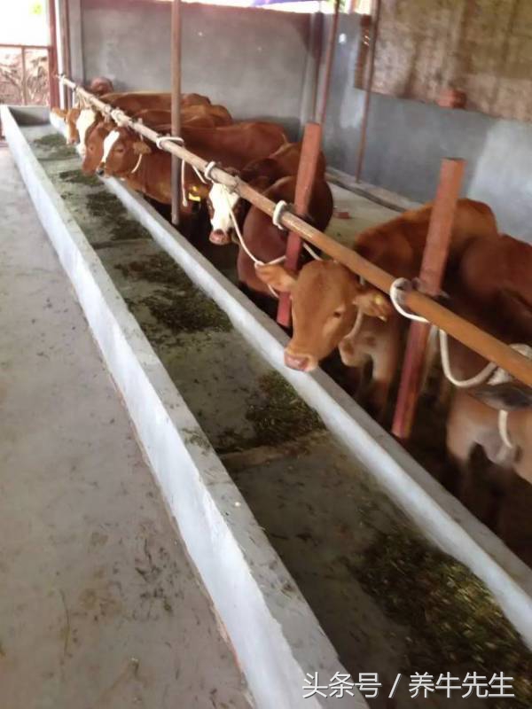 肉牛疾病防治法,牛螨虫病的治疗方法