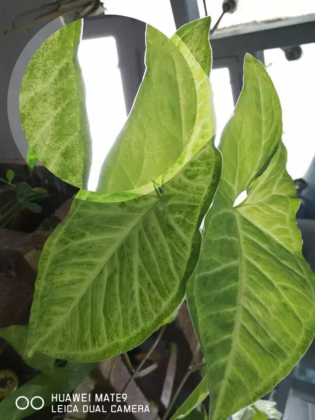 mate9上市价格多少钱,mate9最高版本