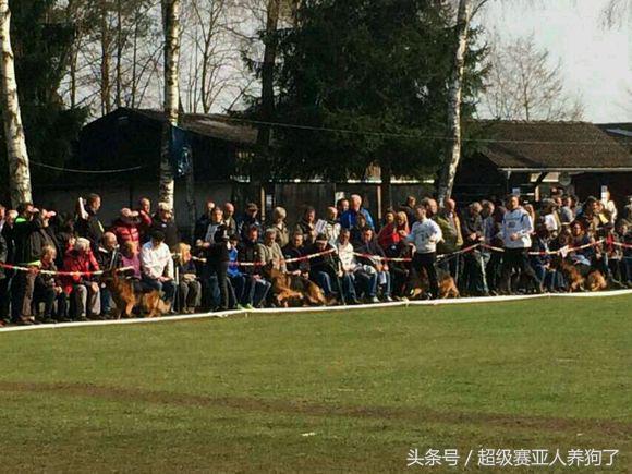 2017年德国牧羊犬犬展,sv德国牧羊犬本部展