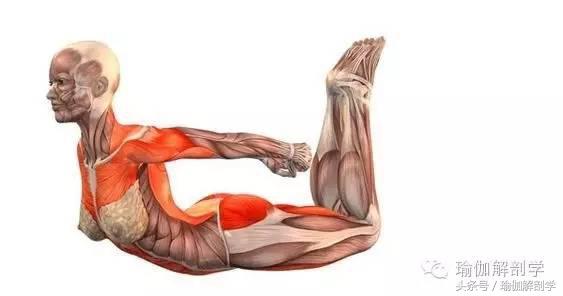 颈椎压迫神经肩背部疼痛,颈肩背部僵硬疼痛是什么原因