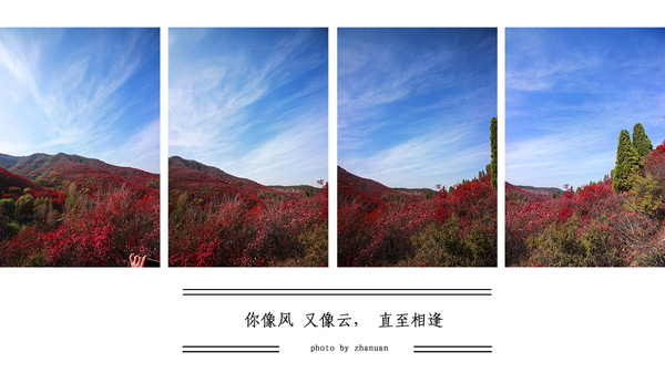 冬游红叶谷,看万山红遍层林尽染全文