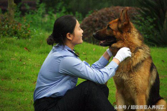 德国牧羊犬咬人还咬主人怎么办,德国牧羊犬咬人怎么办