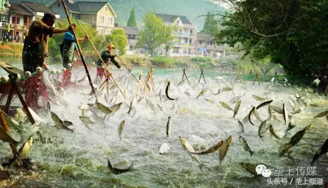 湖北省哪个地方的鱼最好吃,湖北最好吃的淡水鱼在哪里