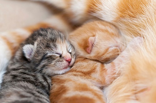 猫咪睡觉警觉,猫咪睡觉很警觉