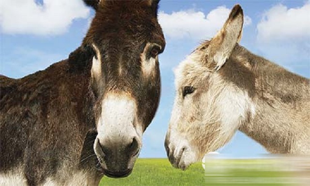 养驴好还是养羊好呢,养毛驴和牛谁比较赚钱
