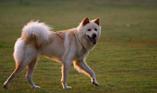 正宗中华田园犬还有多少只,中华田园犬最正宗的是哪个省