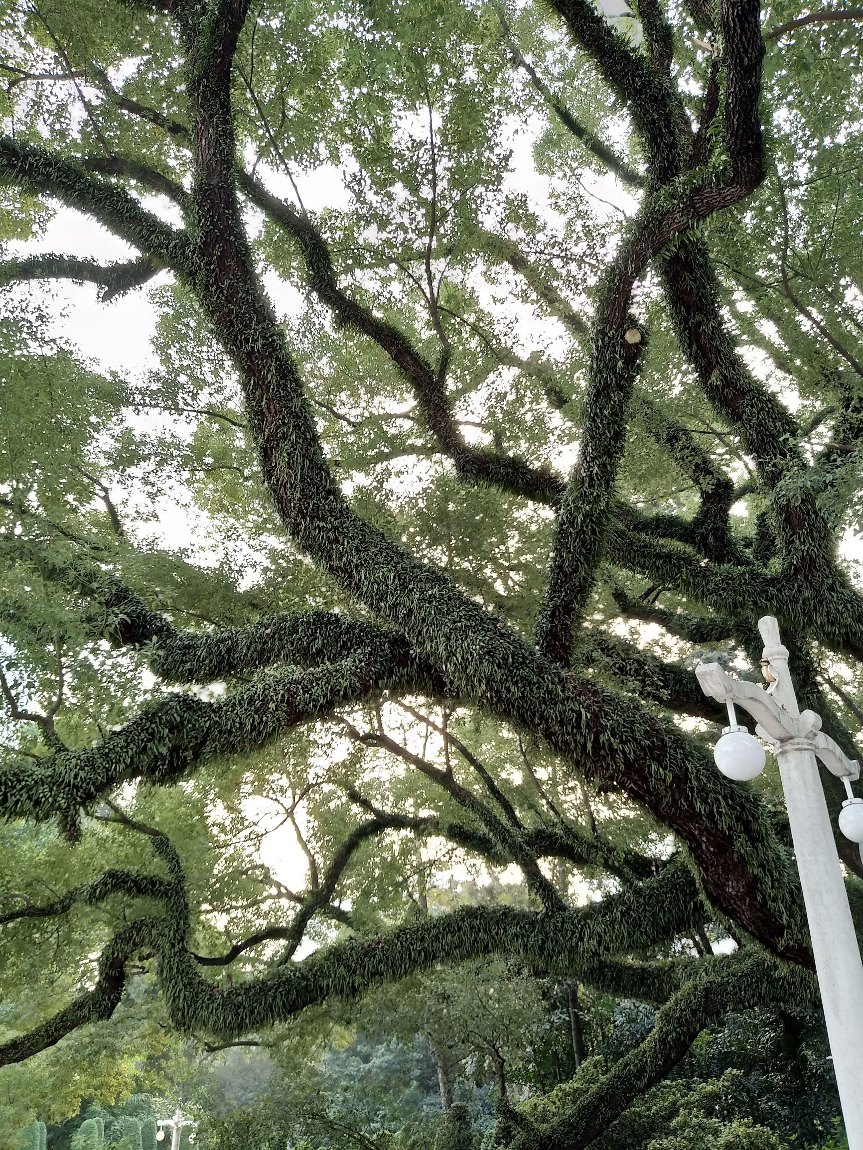 vivox9最新测评,vivox9全面解析